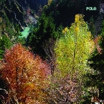 pole - wald pole - wald