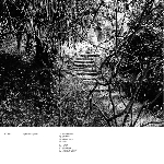 echium - synthetic space echium - synthetic space