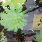 Sa Pa - in a landscape Sa Pa - in a landscape