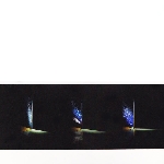 Raime - planted Raime - planted