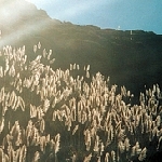 the blithe sons - the great orthochromatic wheel the blithe sons - the great orthochromatic wheel