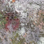 fursaxa - mycorrhizae realm fursaxa - mycorrhizae realm