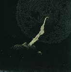 white suns - totem white suns - totem