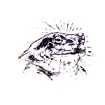 bardo pond - bufo alvarius bardo pond - bufo alvarius