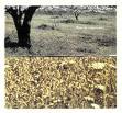 michel doneda - guiseppe ielasi - ingar zach - flore de cataclysmo michel doneda - guiseppe ielasi - ingar zach - flore de cataclysmo