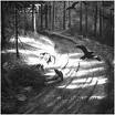 Burzum - hvis lyset tar oss Burzum - hvis lyset tar oss