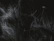 chdh - vivarium chdh - vivarium
