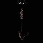 sonne hagal - :helfahrt: sonne hagal - :helfahrt: