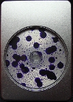 mr. cloudy - music from cellars (ltd. 100) mr. cloudy - music from cellars (ltd. 100)