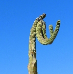 cactus truck + jeb bishop & roy campbell - live in usa cactus truck + jeb bishop & roy campbell - live in usa