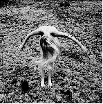 black egg - legacy from a cold world black egg - legacy from a cold world