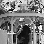 eddy detroit - black crow gazebo eddy detroit - black crow gazebo