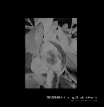 masonna - bursting absolute moods masonna - bursting absolute moods
