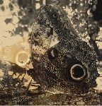 Louise Landes Levi, Timo van Luijk & Bart De Paepe - Ikiru or the wanderer Louise Landes Levi, Timo van Luijk & Bart De Paepe - Ikiru or the wanderer