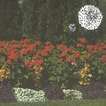 imaginary softwoods - annual flowers in color imaginary softwoods - annual flowers in color