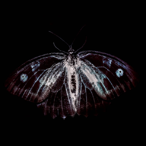 Phill Niblock, Franck Vigroux & Kasper T. Toeplitz - BestiaIRE Phill Niblock, Franck Vigroux & Kasper T. Toeplitz - BestiaIRE