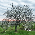 orchard - serendipity orchard - serendipity