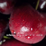 zeitkratzer - karlheinz stockhausen (old school) zeitkratzer - karlheinz stockhausen (old school)