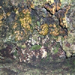 hive mind (greh holger) - elemental disgrace hive mind (greh holger) - elemental disgrace
